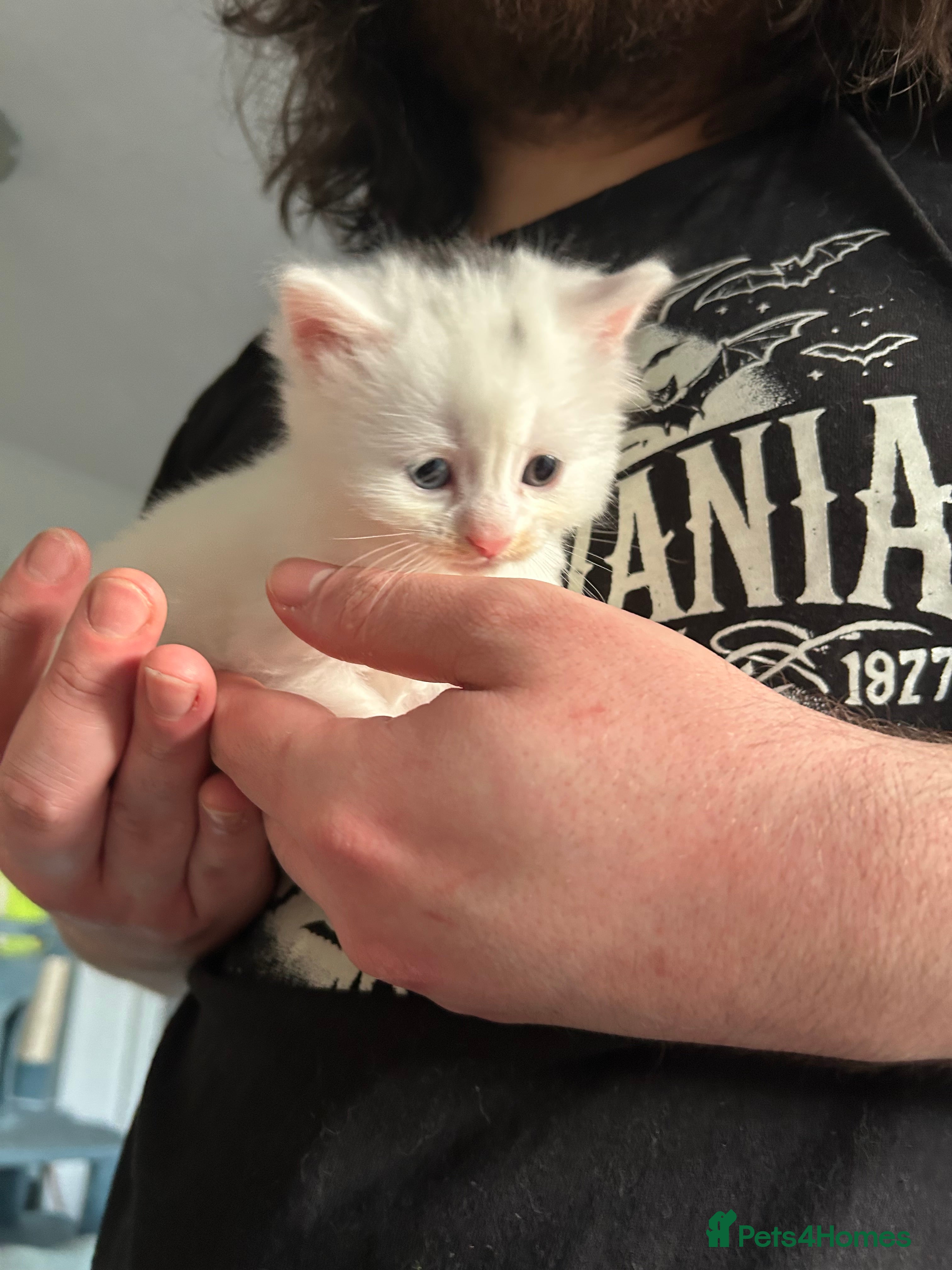 Ragdoll cats RAGDOLL X RUSSIAN WHITE kittens  - Advert 5