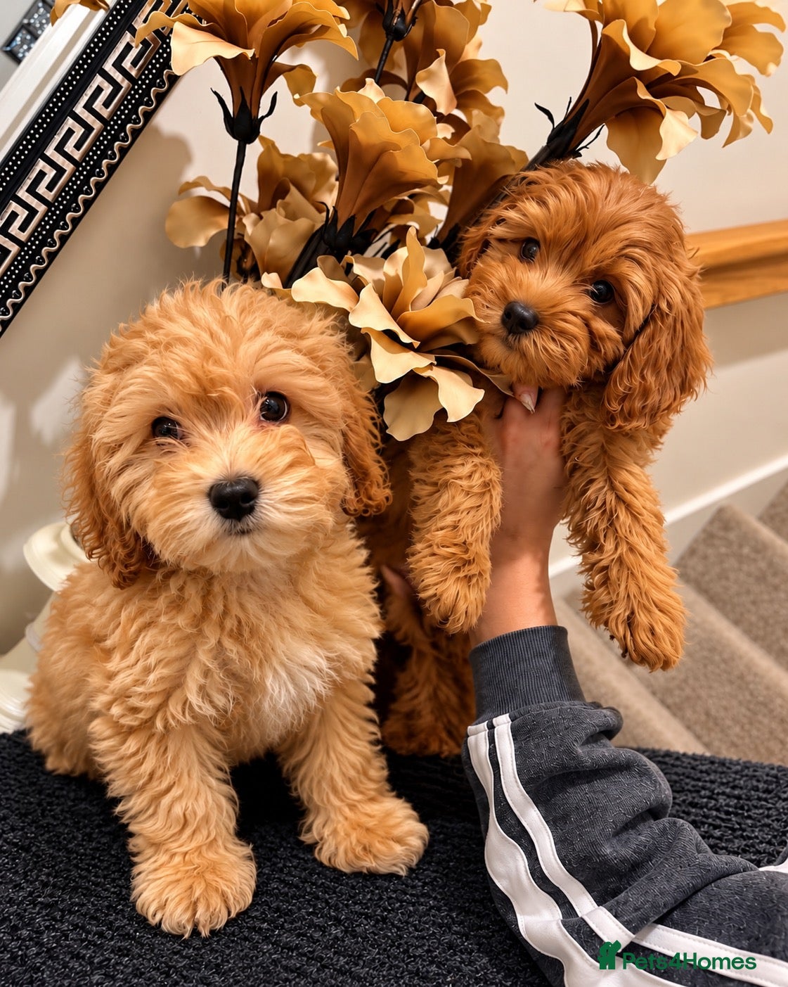 Maltipoo dogs for sale: 6 GORGEOUS ASIAN EXTRA TOY MALTIPOO PUPPIES! 👻🐾 - Advert 5