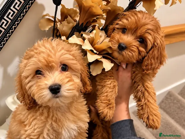 Maltipoo dogs for sale: 6 GORGEOUS ASIAN EXTRA TOY MALTIPOO PUPPIES! 👻🐾 - Advert 5
