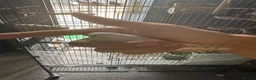 Finches birds for sale: 4 month old finches for sale  - Advert 2