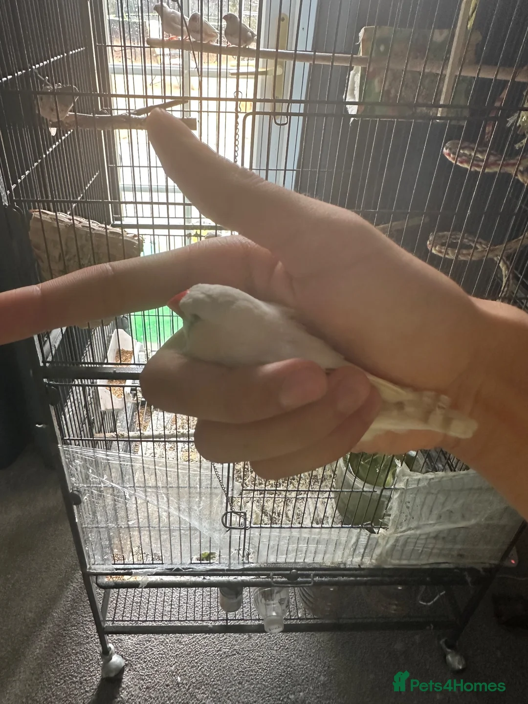 Finches birds for sale: 4 month old finches for sale  - Advert 2