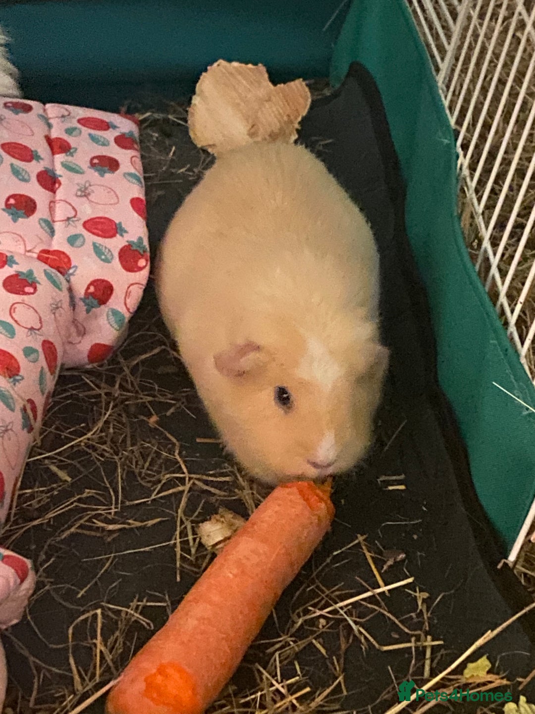 Guinea Pig rodents for sale: Two female Guinea pigs  - Advert 1