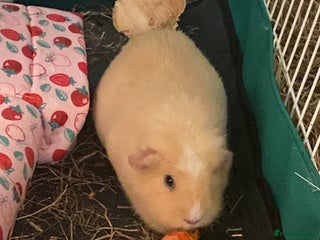 Guinea Pig rodents Two female Guinea pigs - Advert 1