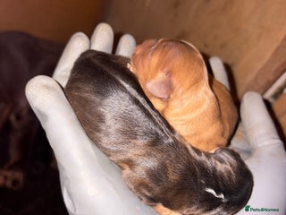 Mixed Breed dogs - Advert 3