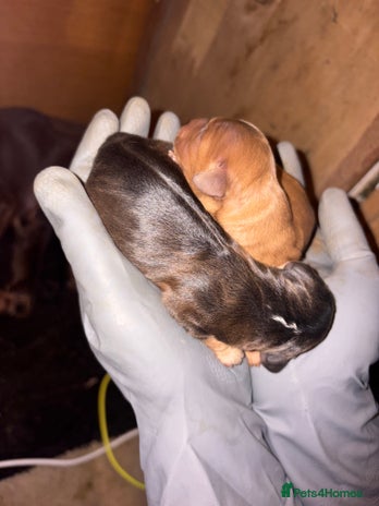 Mixed Breed dogs - Advert 2