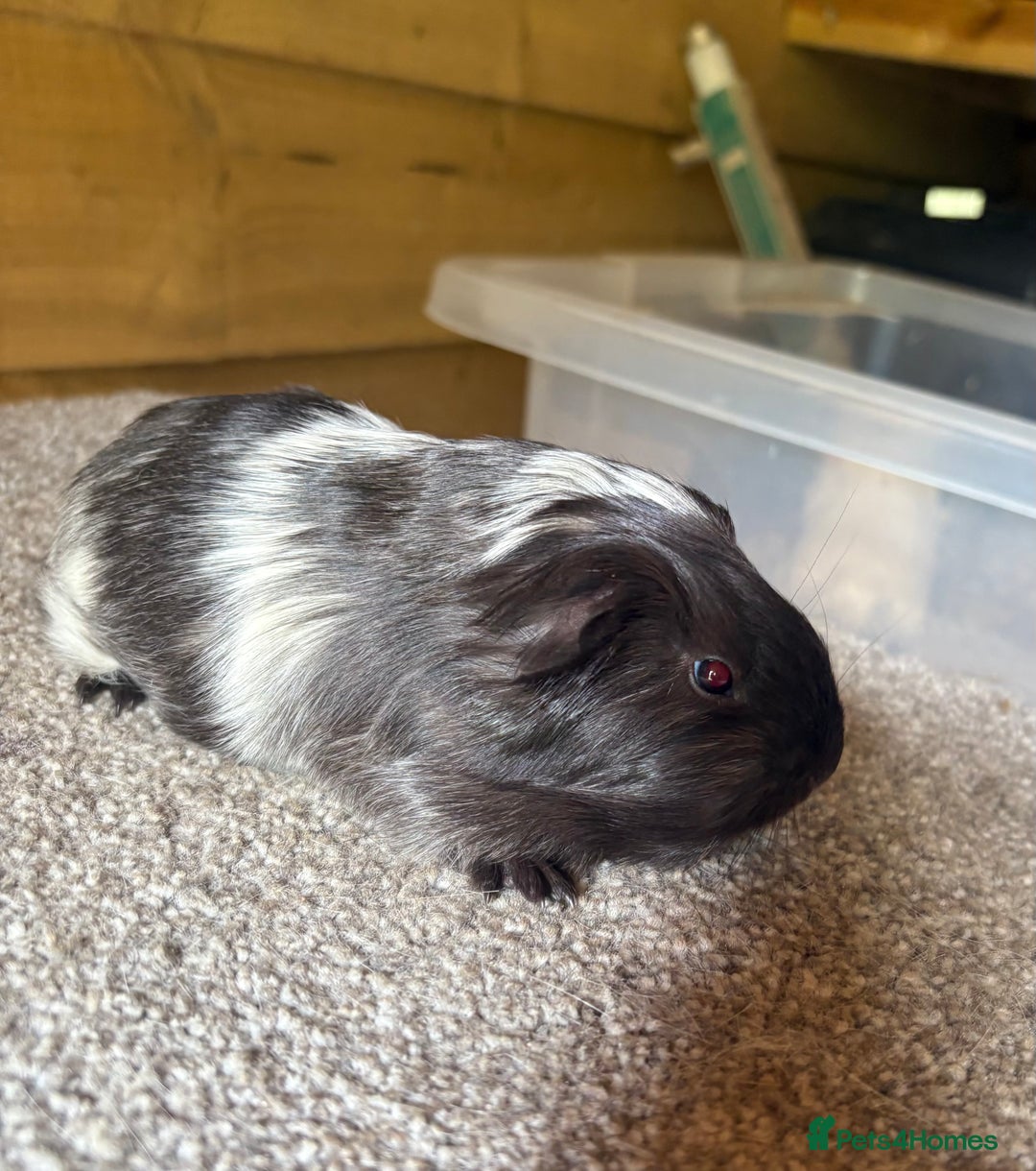 Guinea Pig rodents for sale: Pure Sheltie Guinea Pig Boars - Image 3