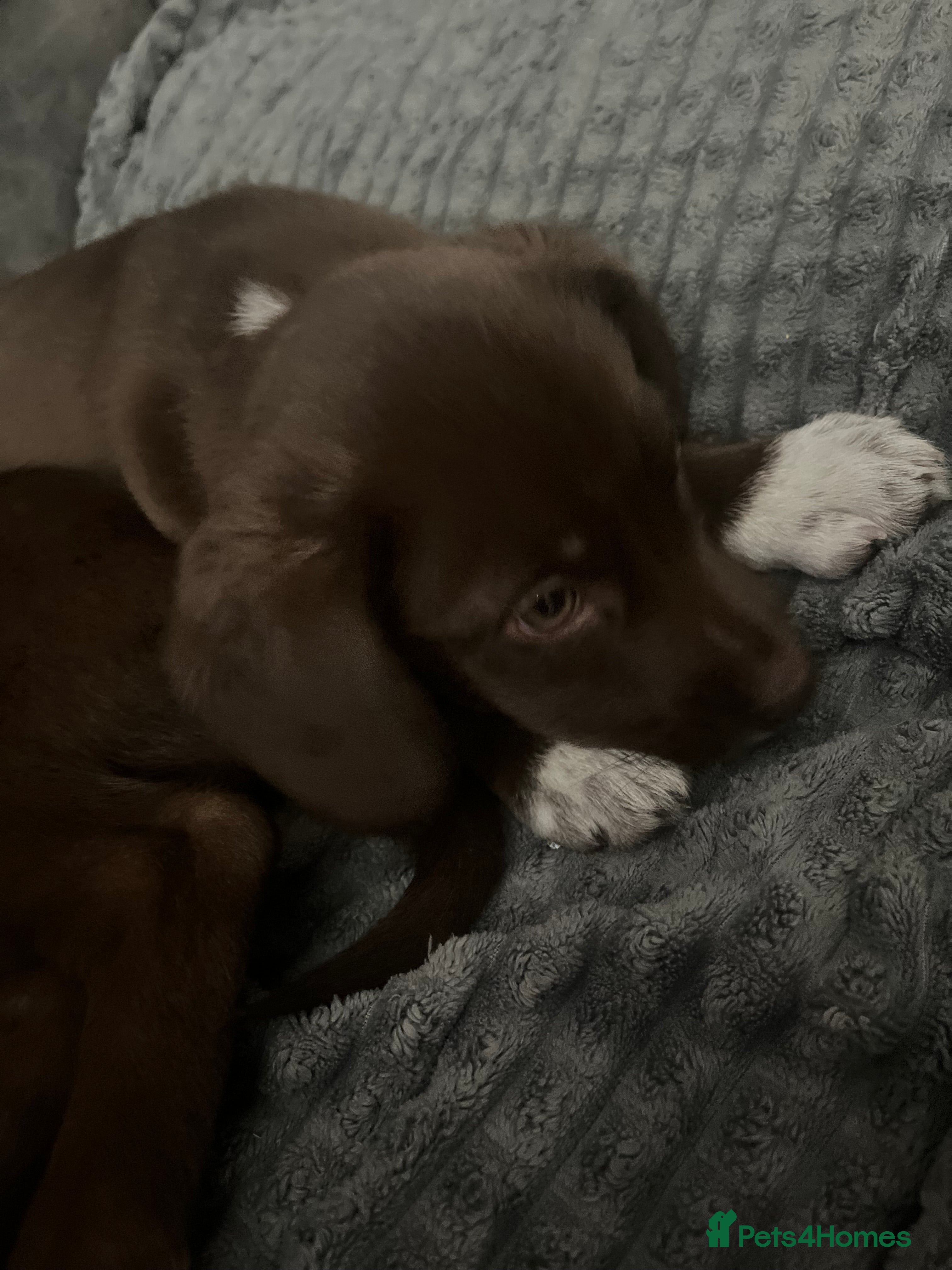 Mixed Breed dogs REDUCED  puppy 🐾🐾🐾 - Advert 20