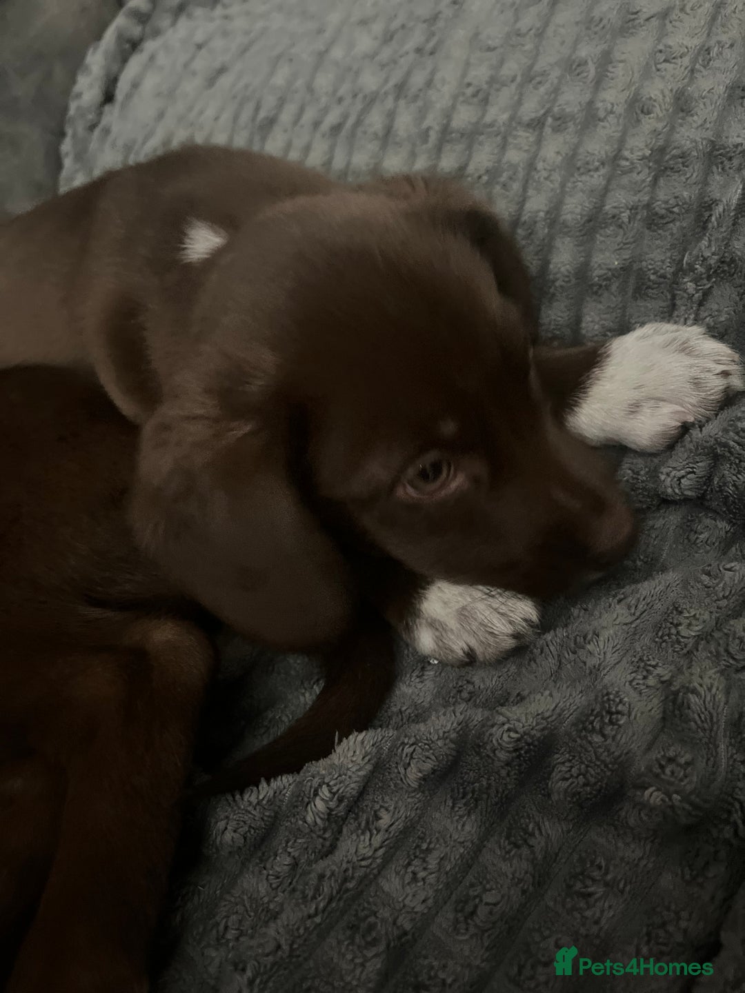 Mixed Breed dogs for sale: 🐾🐾🐾Siberian husky/french spaniel puppies 🐾🐾🐾 - Image 1