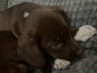 Mixed Breed dogs - Advert 2