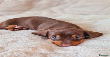 Miniature Dachshund dogs - Advert 1