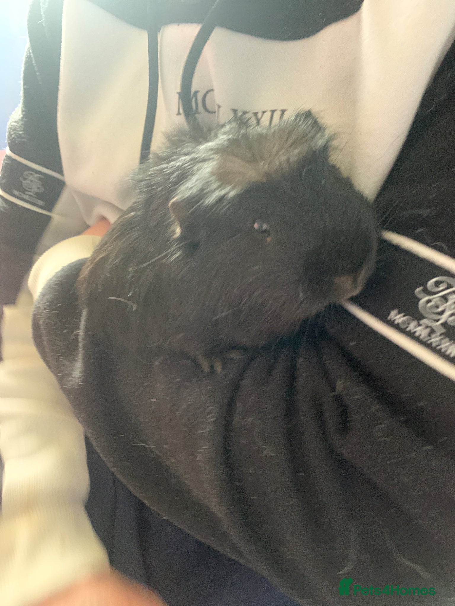 Guinea Pig rodents Male Guinea pigs - Advert 22