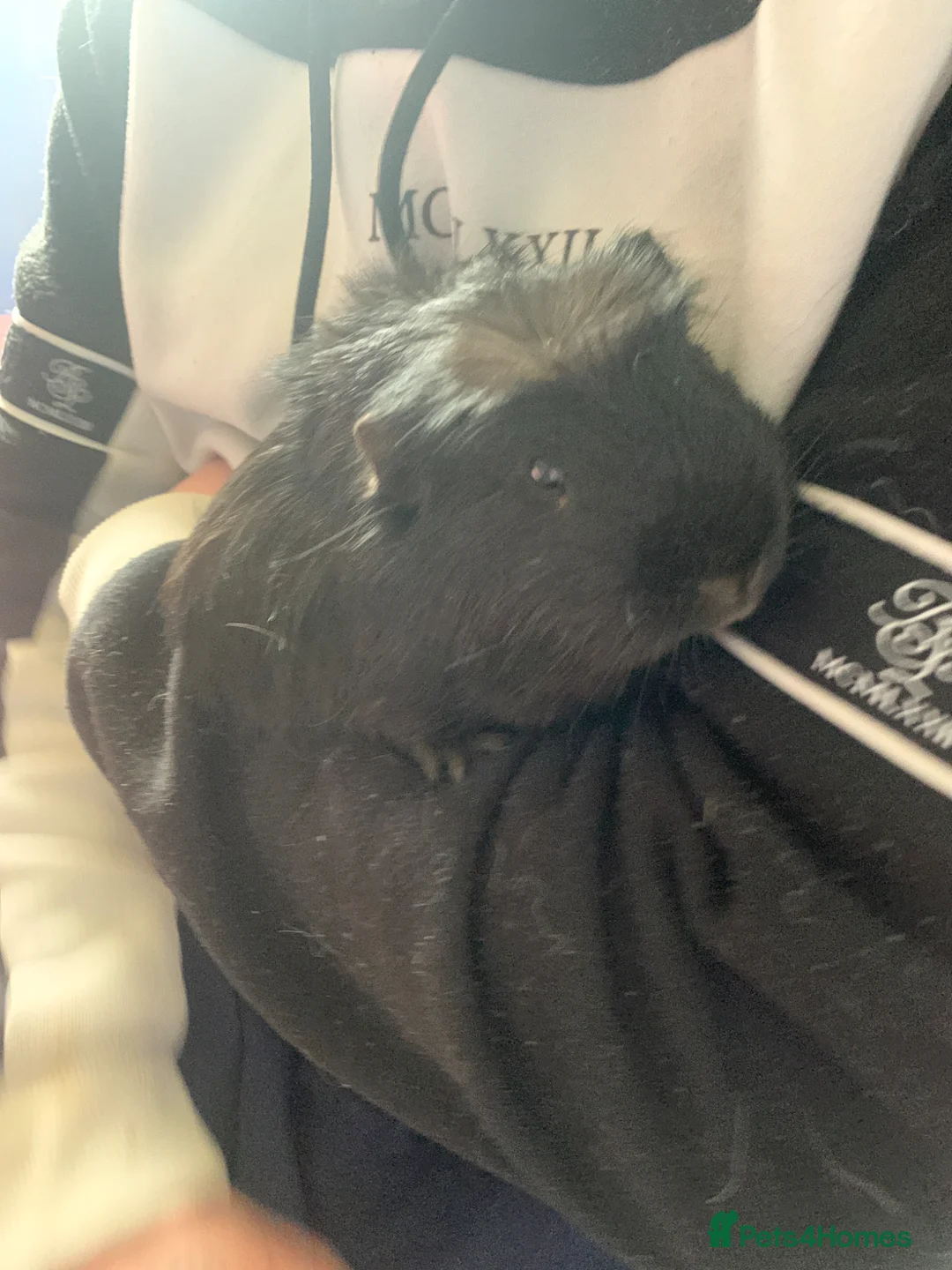 Guinea Pig rodents for sale: Male Guinea pig 14 months old  - Advert 4