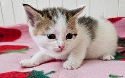 Mixed Breed cats for sale: Two beautiful litters of kittens😻🐱😹 - Image 11