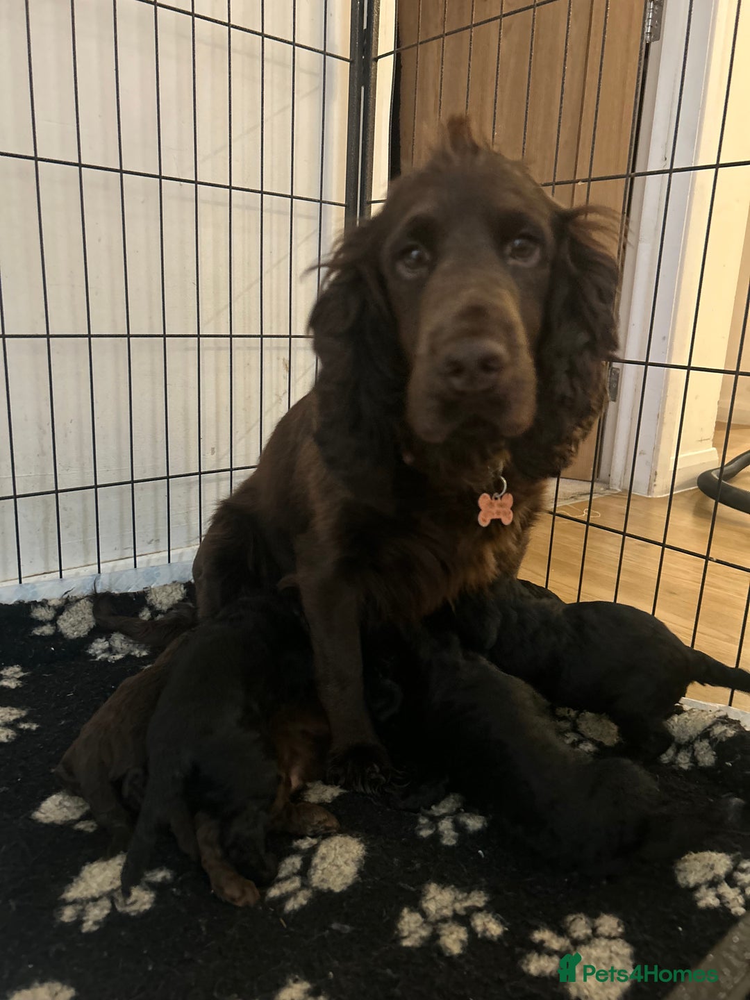 Cockapoo dogs for sale: Cockapoo  puppy’s boys and girls  - Advert 2