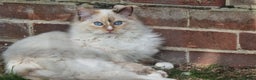 Ragdoll cats for sale: GCCF REGISTERED RAGDOLL ADULTS - Advert 3