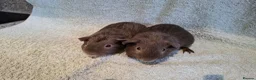 Guinea Pig rodents for sale: Two Dark Gray Pet Boars with ruby eyes - Advert 2
