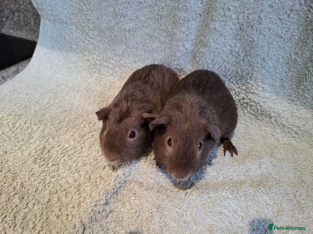 Guinea Pig rodents for sale: Two Dark Gray Pet Boars with ruby eyes - Advert 2