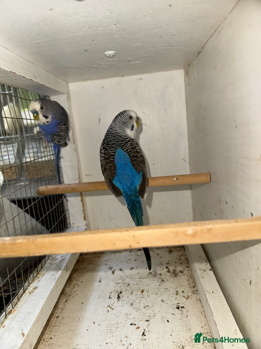 Budgerigars birds for sale: Beautiful 🤩 pair of budgies  - Advert 4