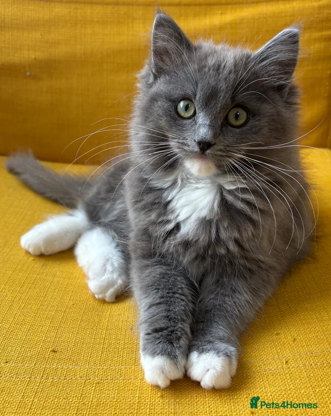 Ragdoll cats for sale: Jesus - TICA reg solid blue mitted boy ragdoll - Advert 2