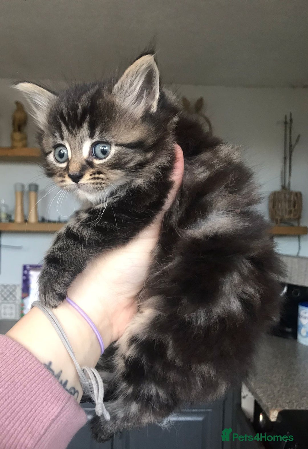 Mixed Breed cats for sale: 4 ragdoll cross mackerel tabby kittens  - Advert 9