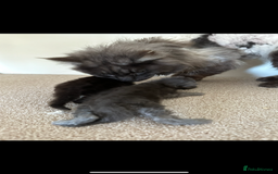 Maine Coon cats for sale: TICA registered Maine Coon Kittens  - Image 9