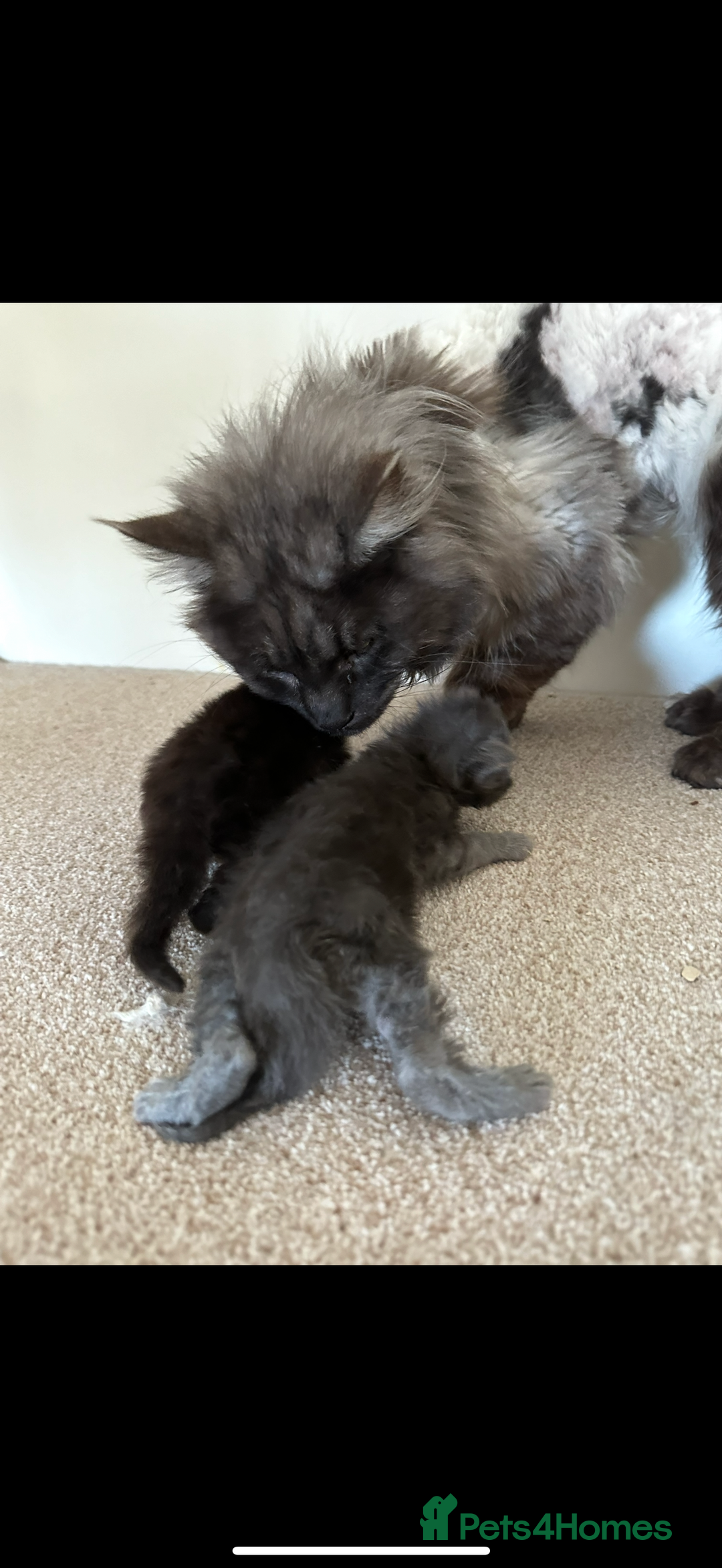 Maine Coon cats for sale: TICA registered Maine Coon Kittens  - Image 9