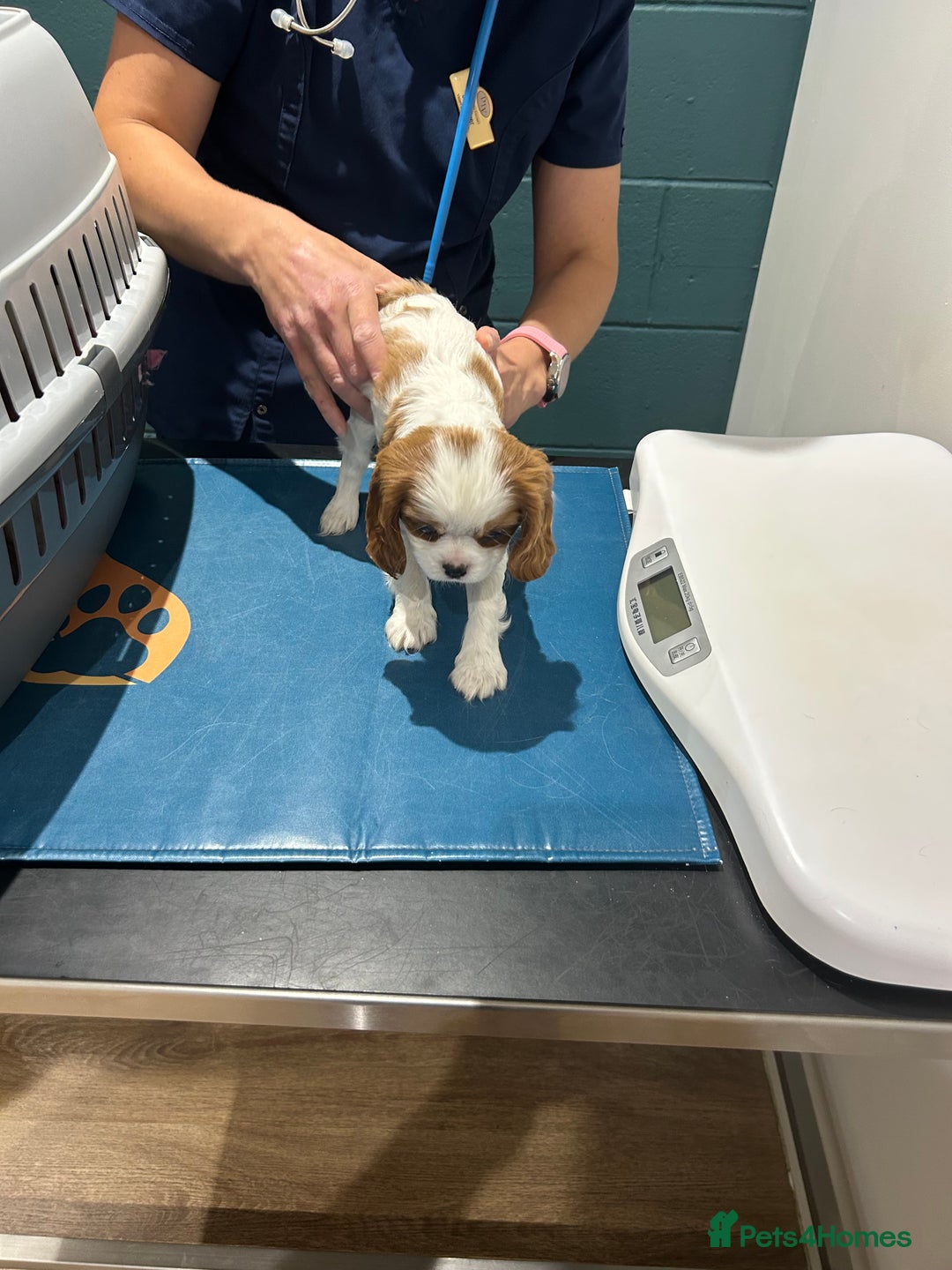 Cavalier King Charles Spaniel dogs for sale: Blenheim cavalier King Charles puppies - Image 25