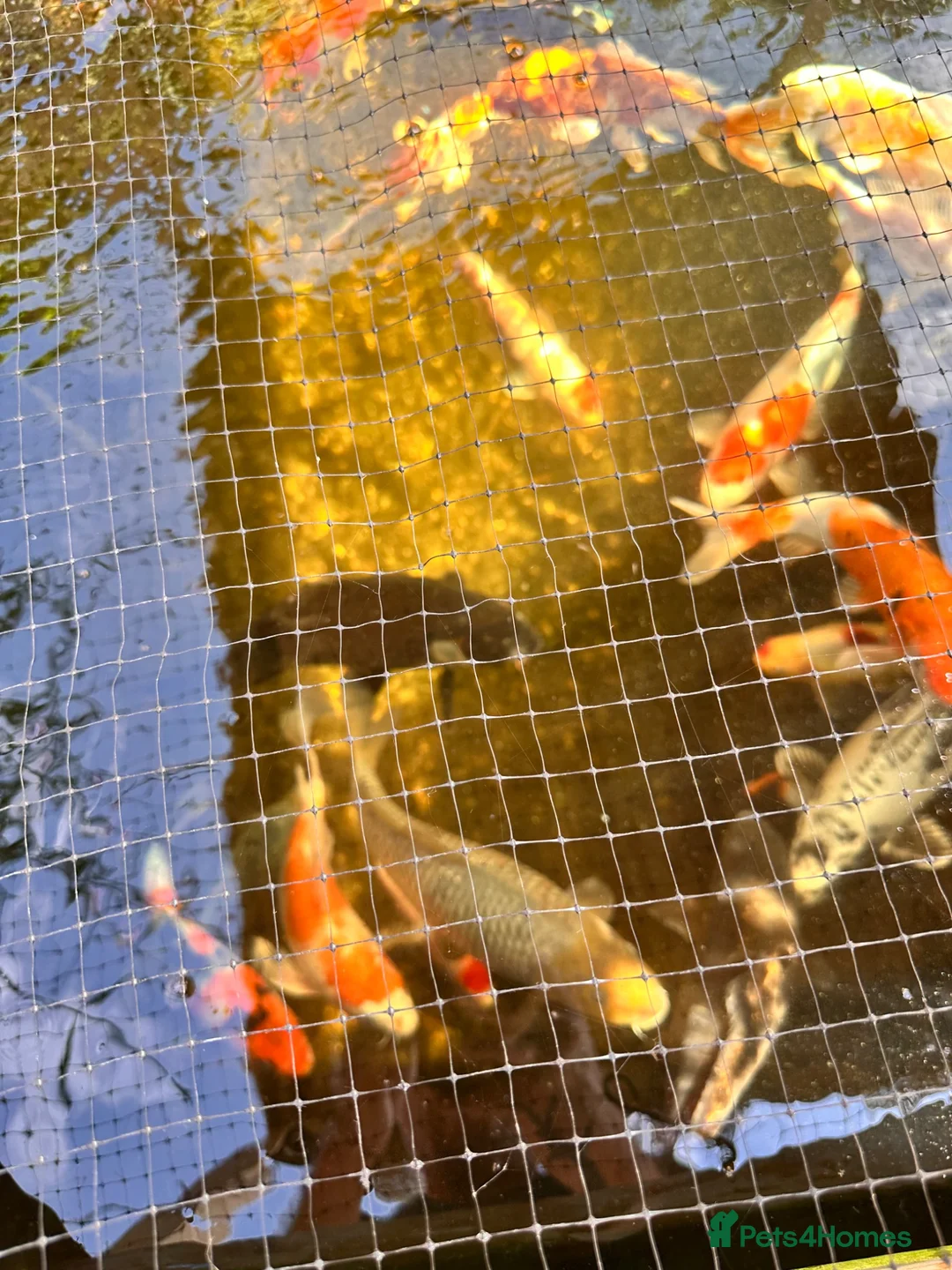 Koi Carp fish for sale: Mixed koi 5”-12” - Advert 2