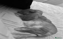 Mini Lop rabbits for sale: Mini lop female  - Image 3
