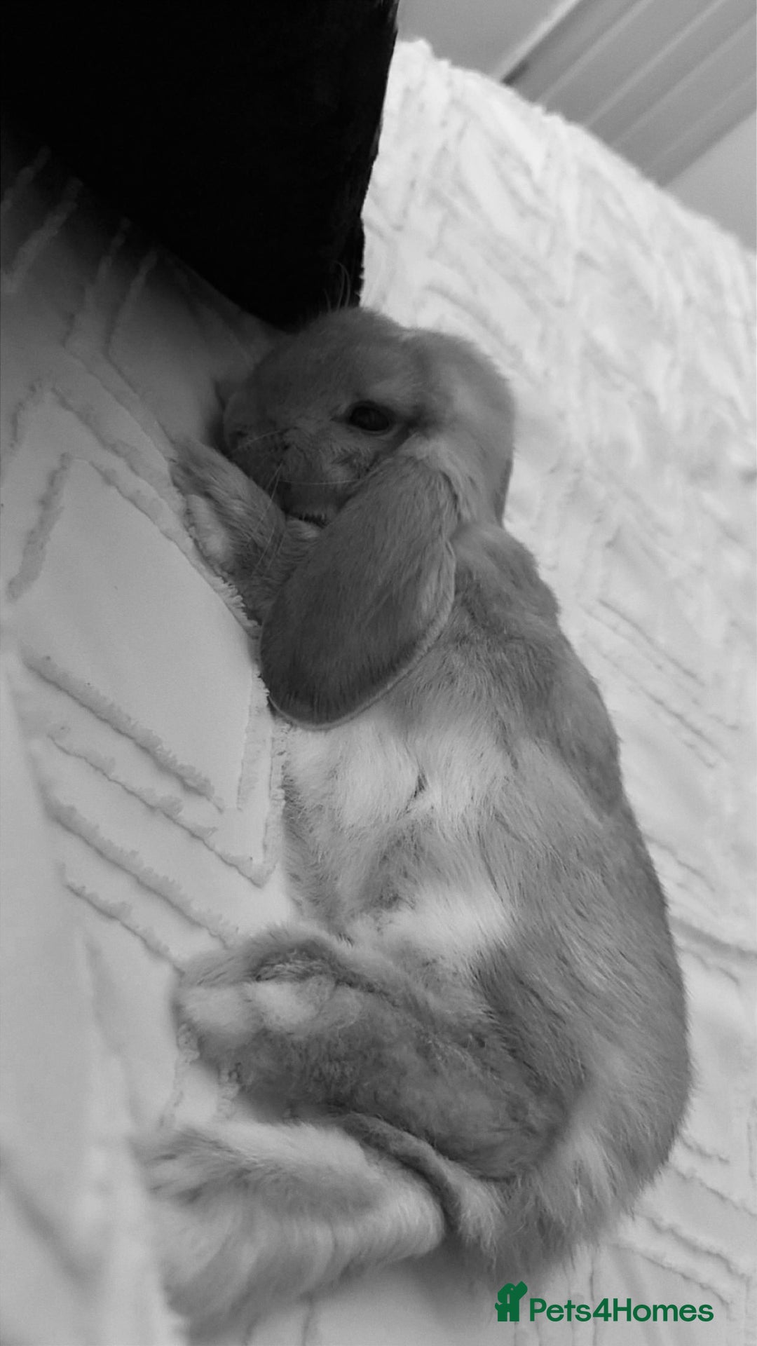 Mini Lop rabbits for sale: Mini lop female  - Image 3