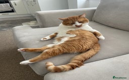 American Wirehair cats for sale: Male 3 years friendly  - Image 6