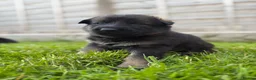 German Shepherd dogs for sale: 🐾 Working line German Shepherd puppies 🐾  - Advert 15
