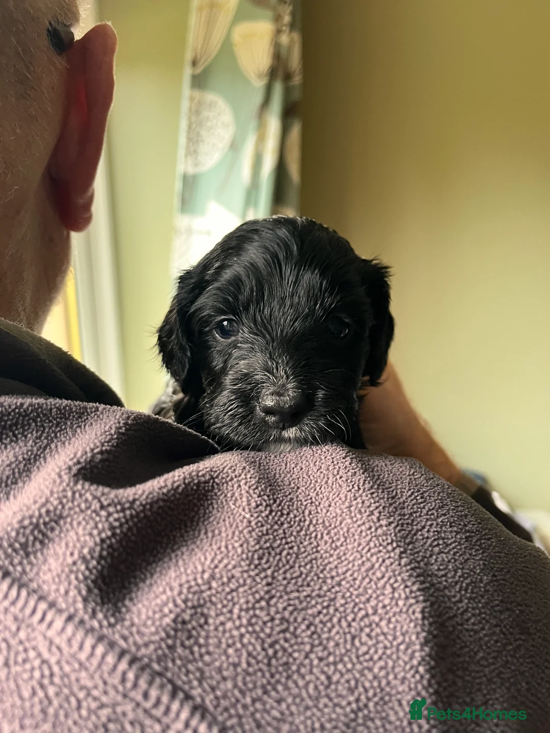 Mixed Breed dogs for sale: Stunning black Australian labradoodle pups - Advert 26