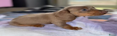 Zippy