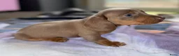 Miniature Dachshund dogs for sale: Beautiful miniature dachshund pups.  - Advert 16