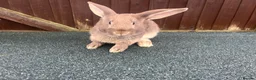 Mixed Breed rabbits for sale: Many Mixed rabbits  - Advert 2