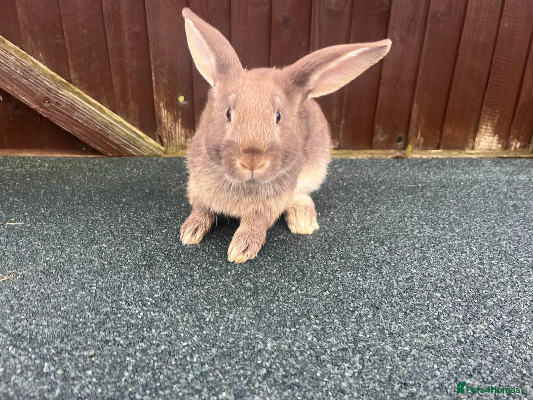 Mixed Breed rabbits for sale: Many Mixed rabbits  - Advert 2