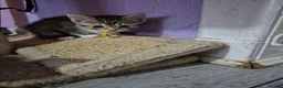 British Shorthair cats for sale: 8 beautiful kittens- ready to go - Advert 2