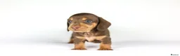 Miniature Dachshund dogs for sale: Miniature dachshund beautiful litter - Advert 2