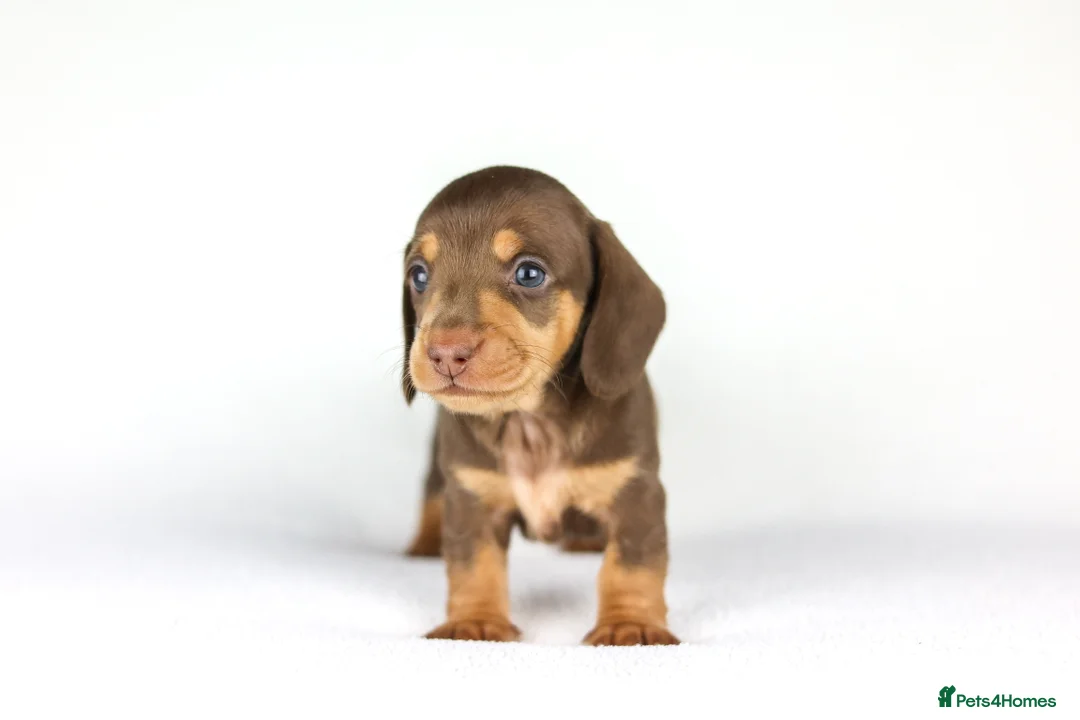 Miniature Dachshund dogs for sale: Miniature dachshund beautiful litter - Advert 2
