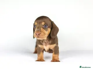 Miniature Dachshund dogs Miniature dachshund beautiful litter - Advert 6