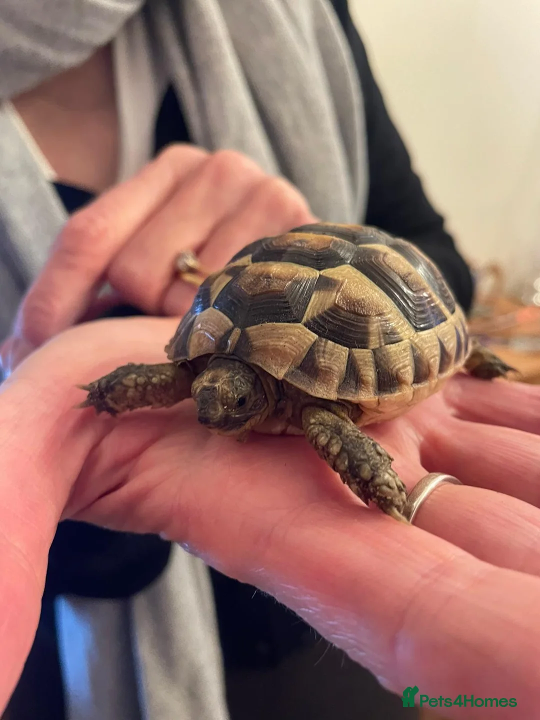 Tortoise reptiles for sale: Baby spur thigh tortoise in Orpington - Advert 1