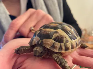 Tortoise reptiles Baby spur thigh tortoise in Orpington - Advert 1