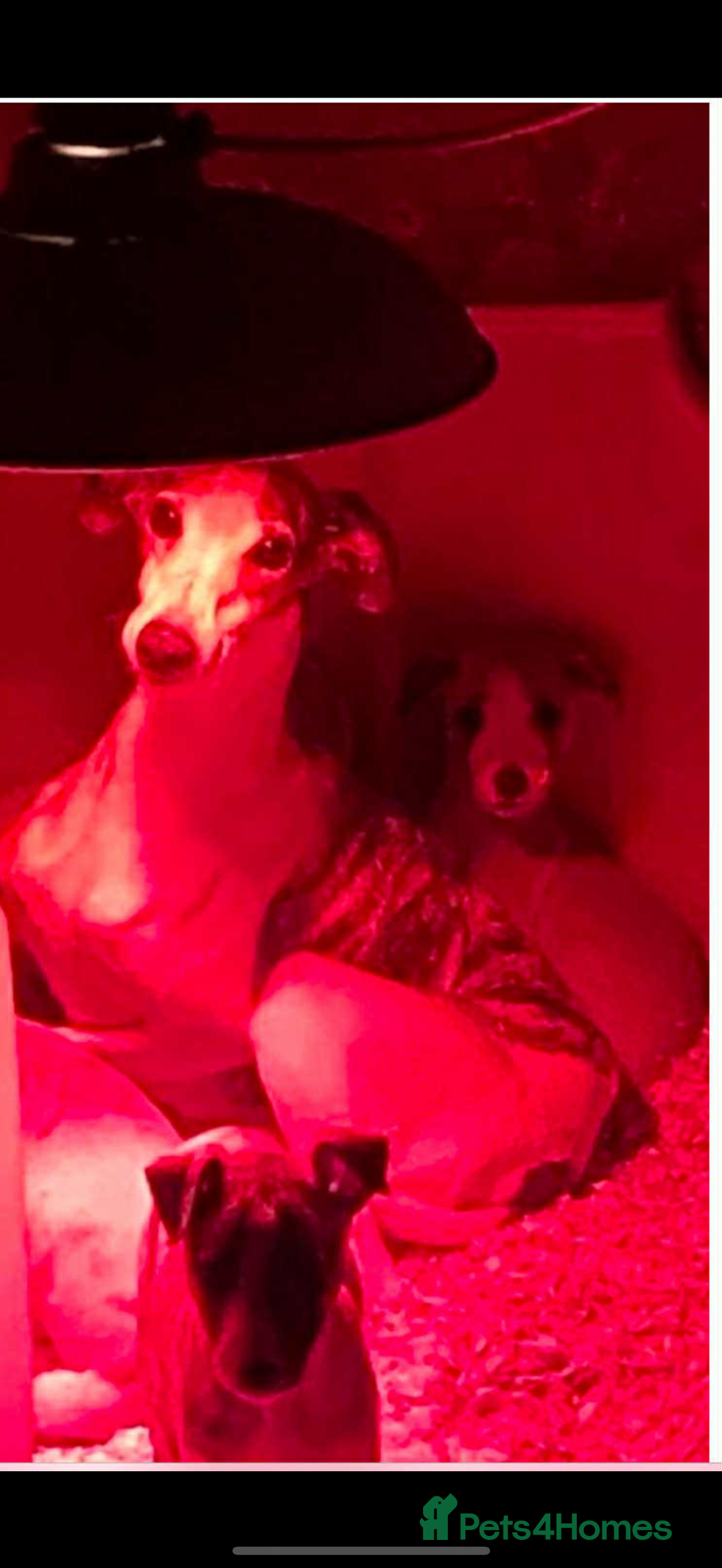 Whippet dogs for sale: Stunning kc registered whippet pups  - Advert 2