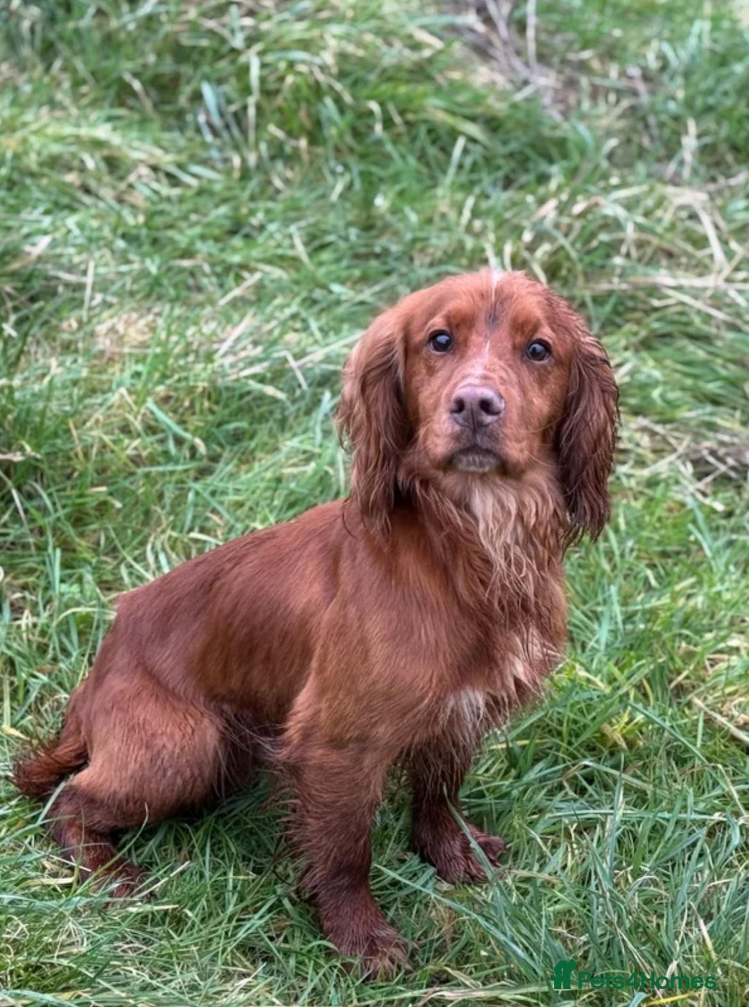 Cocker Spaniel dogs for sale: Stunning Red Working Cocker Spaniel Pups - Image 9