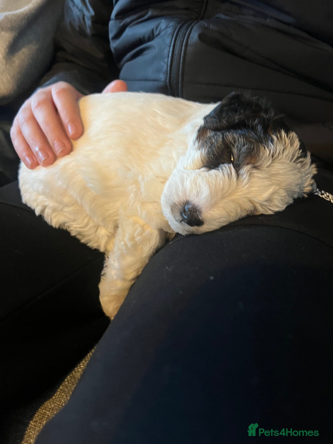 Fox Terrier dogs for sale: wire hair fox terrier puppies - Advert 15