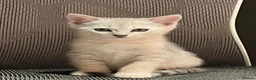 British Shorthair cats for sale: Beautiful BSH kittens  - Advert 6