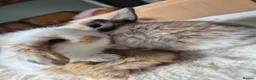 Mixed Breed rabbits for sale: Gorgeous bunnies for sale - Advert 7