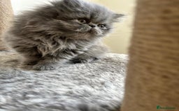 Persian cats for sale: Grand Champion Imperial Bloodlines Persian Kittens - Image 8