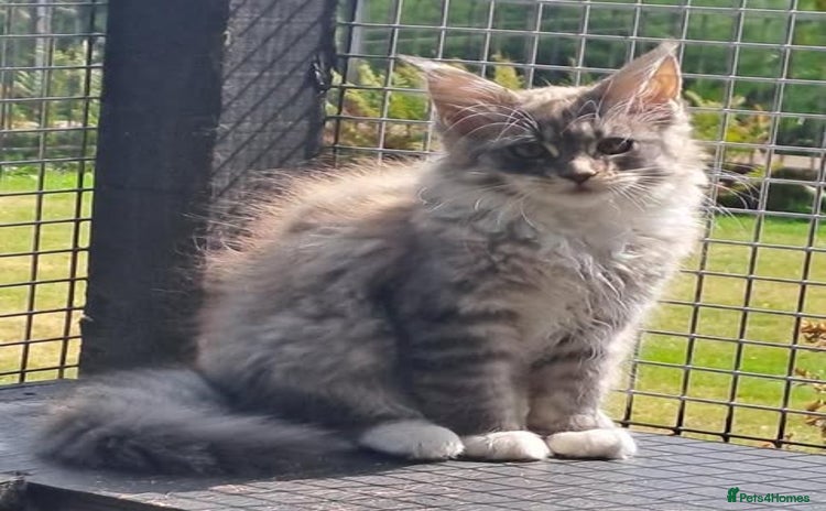 Maine Coon cats - Advert 1